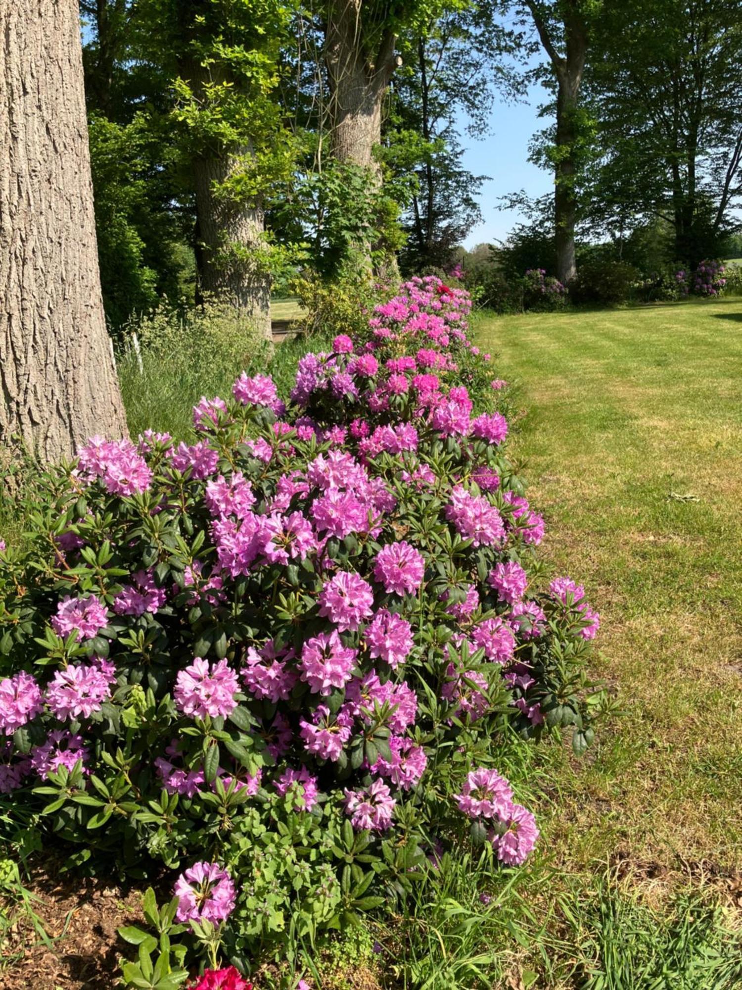 Haus Wald Und Wiese Wohnung Wiese Ehndorf Eksteriør billede